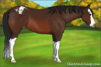 Horse Color:Gray Bay Splash Appaloosa 