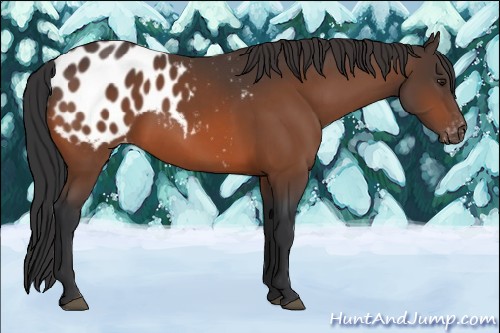 Horse Color:Bay Appaloosa 