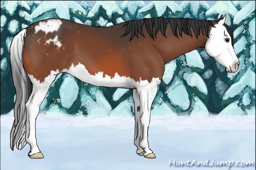 Horse Color:Bay Splash Appaloosa