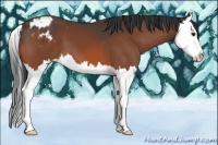 Horse Color:Bay Splash Appaloosa
