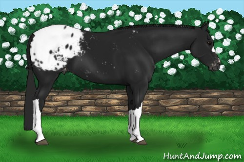 Horse Color:Gray Black Appaloosa 