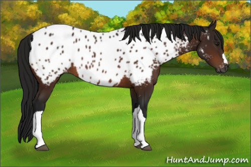 Horse Color:Gray Bay Appaloosa