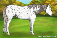 Horse Color:Gray Silver Grullo Splash Appaloosa