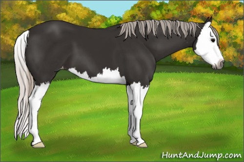 Horse Color:Gray Silver Black Splash Appaloosa