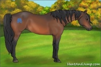 Horse Color:Bay Sabino 