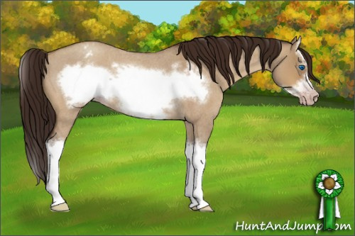 Horse Color:Gray Amber Champagne Roan Dun Sabino Splash Frame Appaloosa Rabicano 