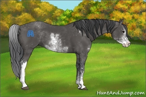 Horse Color:Black Sabino 
