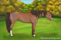 Horse Color:Bay Sabino