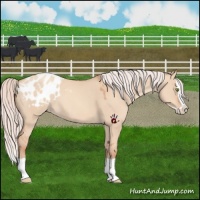 Horse Color:Silver Amber Champagne Dun Splash Appaloosa 