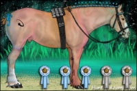 Horse Color:Chestnut Appaloosa