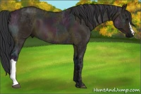 Horse Color:Midnight Bay Ice Dun 