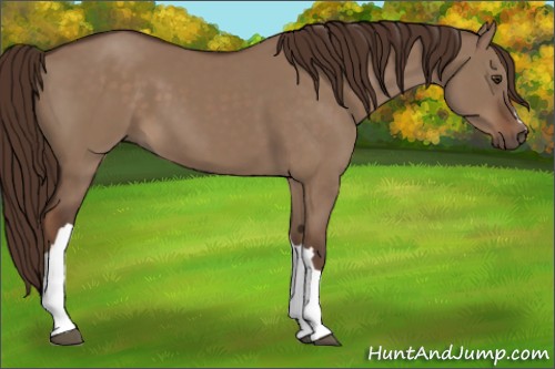 Horse Color:Liver Red Dun 