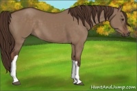 Horse Color:Liver Red Dun 