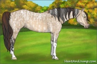 Horse Color:Amber Champagne Ice Dun Tobiano Appaloosa  and Bay Dun Tobiano 