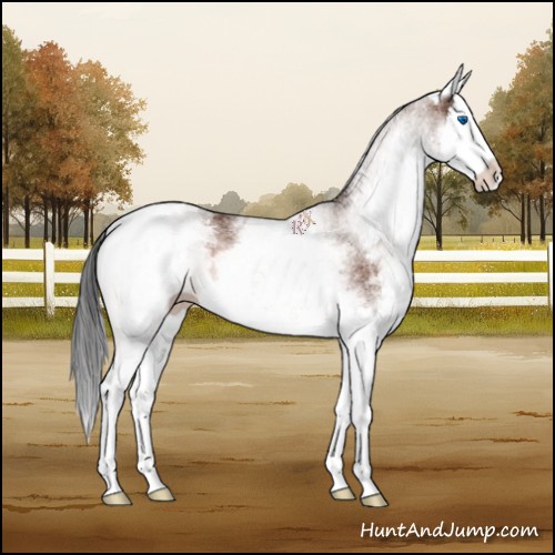 Horse Color:White Spotted Bay Splash