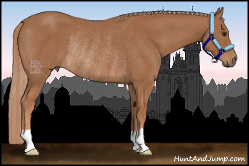 Horse Color:Chestnut Rabicano