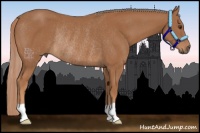 Horse Color:Chestnut Rabicano 