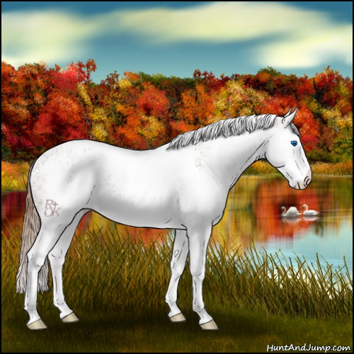 Horse Color:White Spotted Chestnut Splash Rabicano 