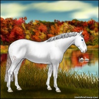Horse Color:White Spotted Chestnut Splash Rabicano 