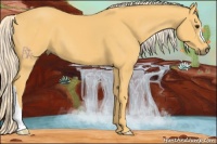 Horse Color:Palomino 