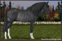 Horse Color:Black Rabicano 