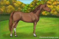 Horse Color:Chestnut 