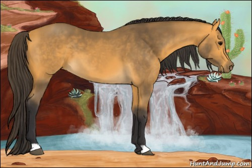 Horse Color:Buckskin 