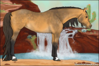 Horse Color:Buckskin 