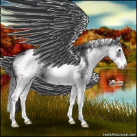 Horse Color:White Spotted Black Splash Rabicano 