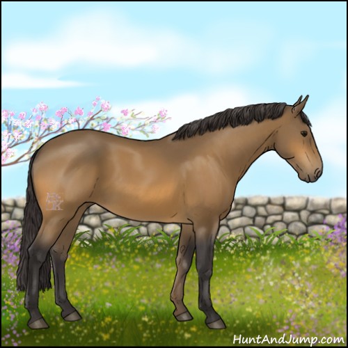 Horse Color:Buckskin 