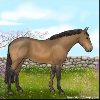 Horse Color:Buckskin 