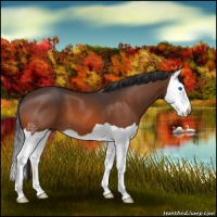Horse Color:Bay Splash 