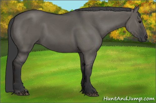 Horse Color:Grullo 