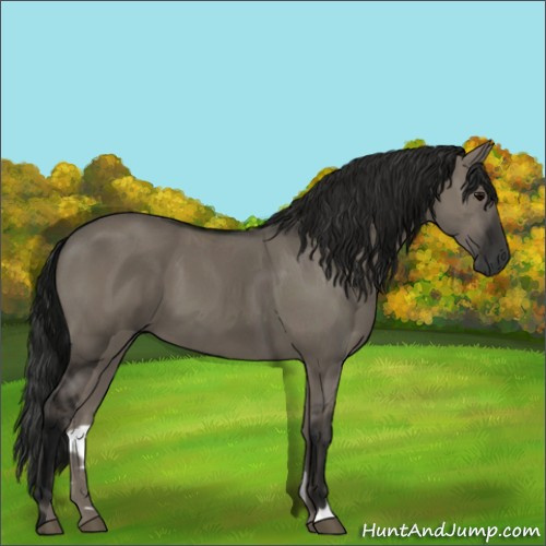 Horse Color:Gray Grullo