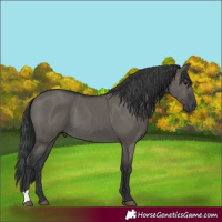 Horse Color:Grullo 