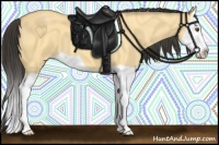 Horse Color:Buckskin Dun Splash
