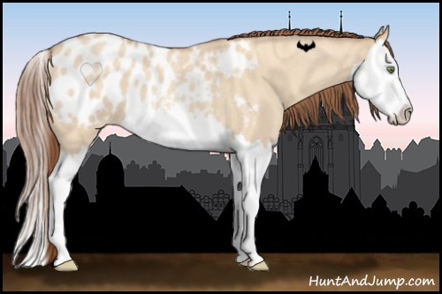 Horse Color:Amber Champagne Roan Dun Splash Appaloosa 