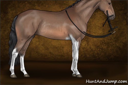 Horse Color:Bay Tobiano Rabicano 
