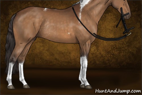Horse Color:Buckskin Tobiano Rabicano
