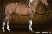Horse Color:Buckskin Tobiano Rabicano 