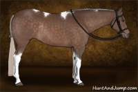 Horse Color:Silver Brown Tobiano Rabicano 