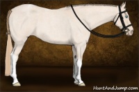 Horse Color:Perlino Roan Tobiano Rabicano 