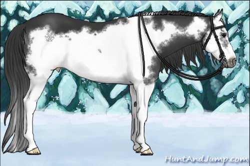 Horse Color:Black Splash Frame 