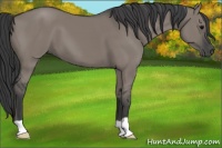Horse Color:Grullo 