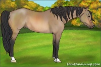 Horse Color:Bay Dun