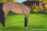 Horse Color:Brown Dun