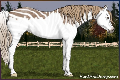 Horse Color:Gray Red Roan Splash