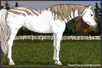 Horse Color:Gray Red Roan Splash