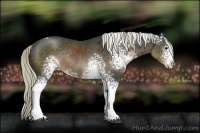 Horse Color:White Spotted Liver Chestnut Rabicano