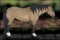 Horse Color:Buckskin Dun Sabino